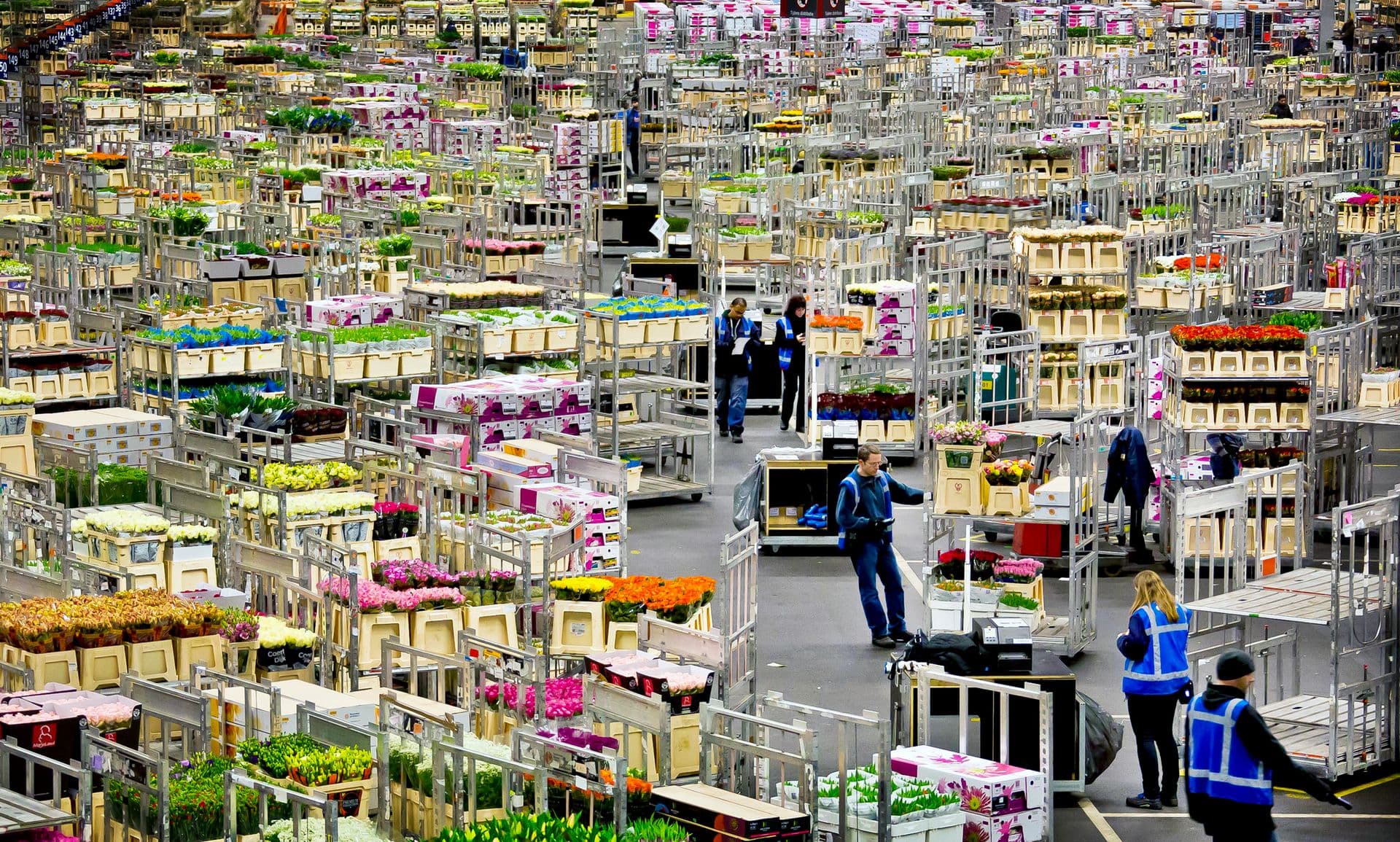Flower auction warehouse